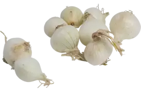 Zilveruien wit verpakt 500gr